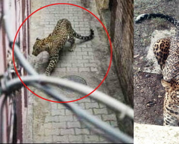 BREAKING: नाशिकच्या या भागात मानवी वस्तीत बिबट्याचे दर्शन; नागरिकांमध्ये घबराट
