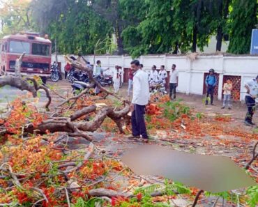 नाशिक: धावत्या दुचाकीवर गुलमोहराचे झाड पडल्याने दुचाकीस्वाराचा जागीच मृत्यू