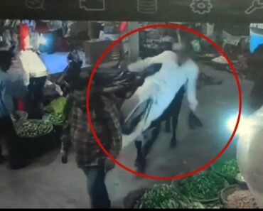 नाशिक: काळजाचा थरकाप उडवणारा Video; वळूने वृद्धाला जमिनीवर आपटलं आणि…