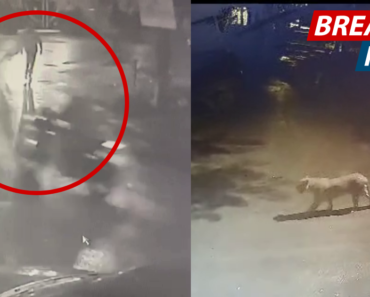 नाशिकमध्ये भरवस्तीत शिरला बिबट्या, हल्ल्यात पादचारी जखमी; Video