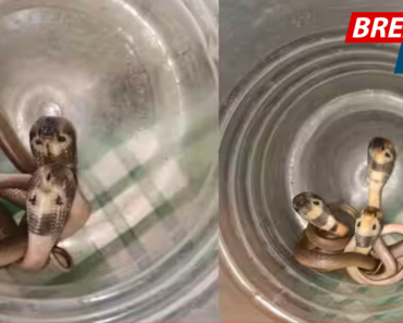 धक्कादायक! नाशिकला रो-हाऊसमध्ये आढळली कोब्राची पाच पिल्लं…