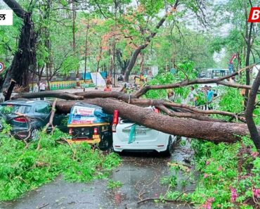 नाशिक: त्र्यंबकरोडवर शरणपूर सिग्नलजवळ चालत्या वाहनांवर झाड कोसळले