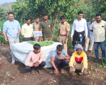 वनजमिनीवर केली गांजाच्या झाडांची लागवड; पोलिसांचा छापा.. १ कोटी रुपयांचा गांजा जप्त !