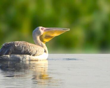 ग्रेट व्हाइट पेलिकन (रोजी पेलिकनचे) नांदूर मध्यमेश्वरमध्ये आगमन; महाराष्ट्रासाठी एक ऐतिहासिक घटना