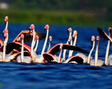 नांदुरमध्यमेश्वर अभयारण्यात फ्लेमिंगो पाहुण्यांचे आगमन; गुलाबी लाटेने जलाशयाला चढली विलक्षण झळाळी !